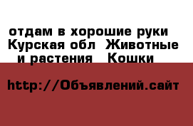 отдам в хорошие руки - Курская обл. Животные и растения » Кошки   